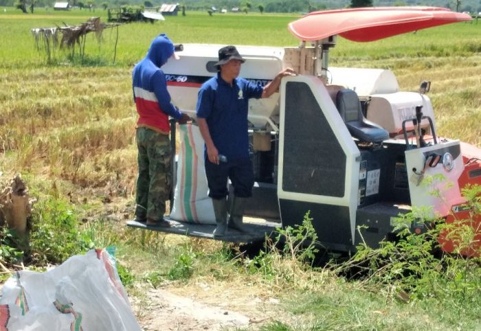 Alat mesin combine harvester sumbangan dari Kementan dimanfaatkan petani.  