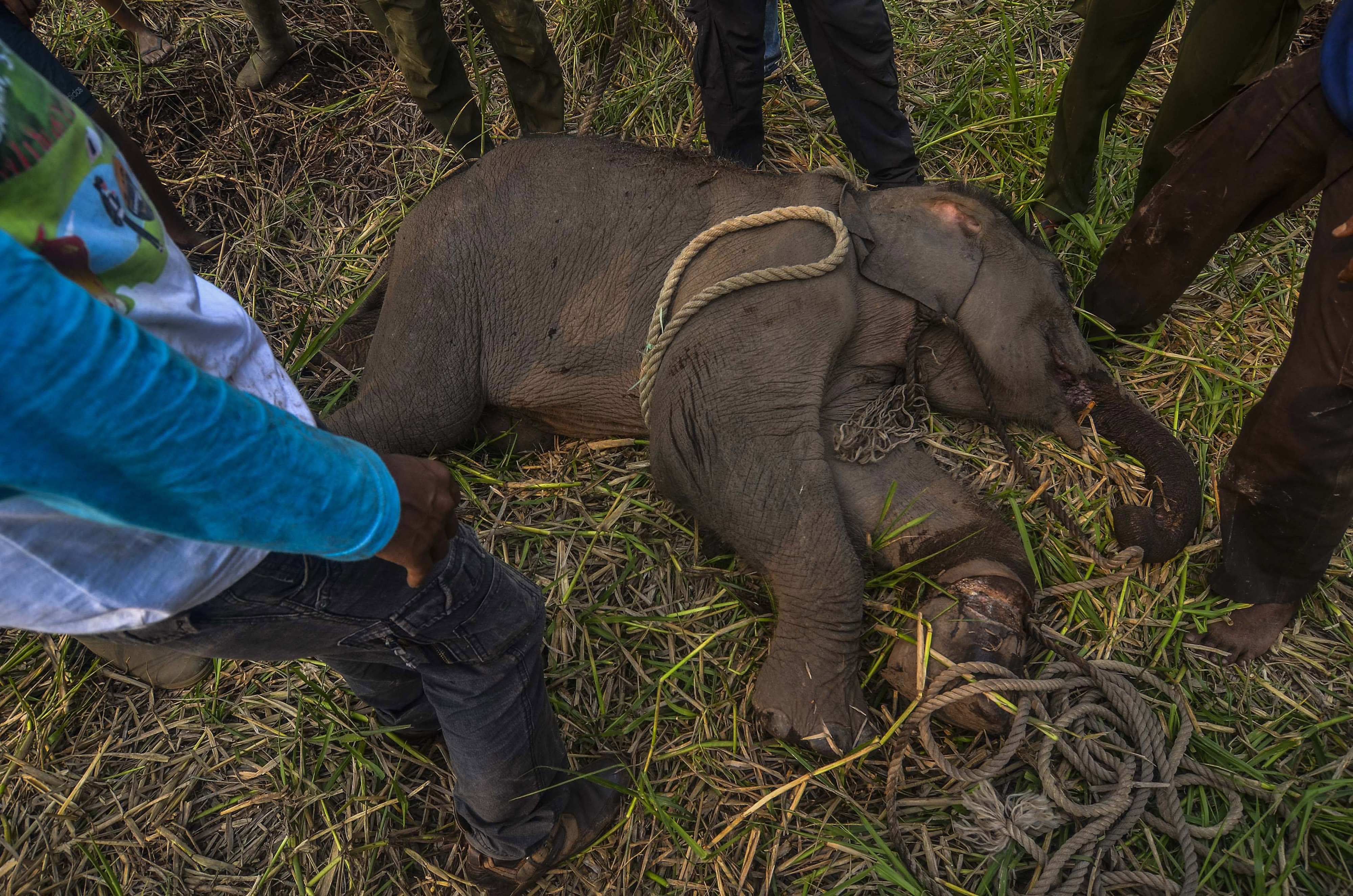 Gajah sumatera (Elephas maximus sumatranus) jantan berumur setahun itu terluka di kaki akibat jerat pemburu sehingga tertinggal dari kawanan