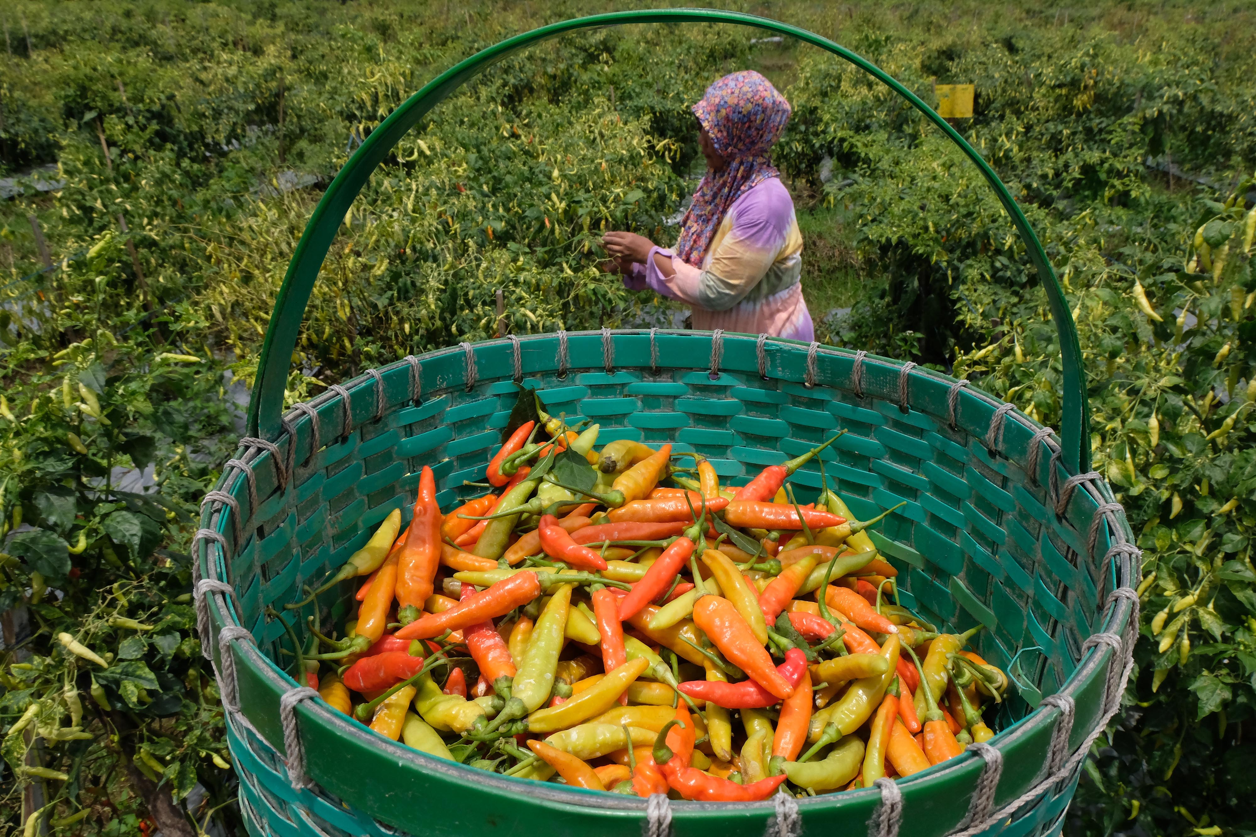 Petani memanen cabai rawit di persawahan desa Sidosari, Parakan, Temanggung, Jawa Tengah, Kamis (2/4) lalu.