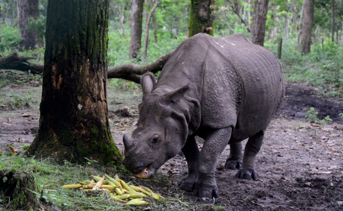 Seekor badak bercula satu taman safari Bengal di Siliguri, India, 6 September 2016. 