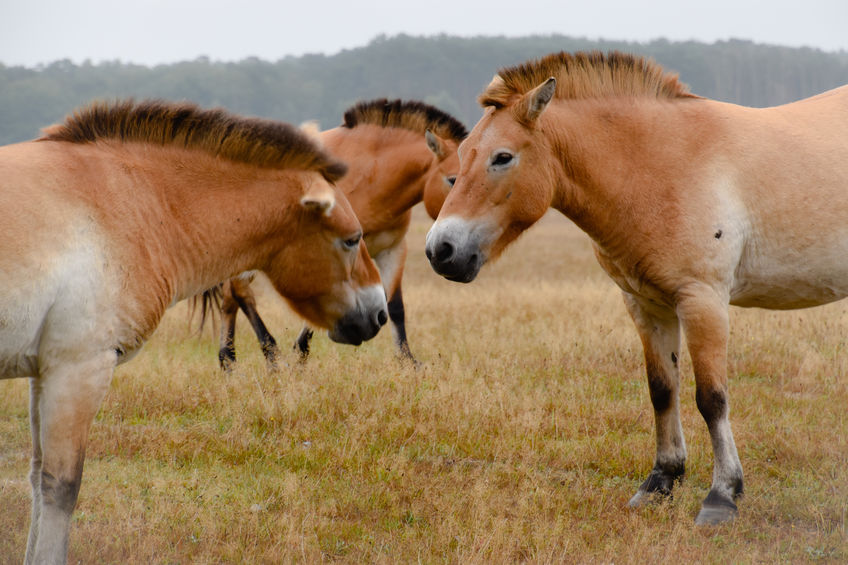 Kuda Przewalski 