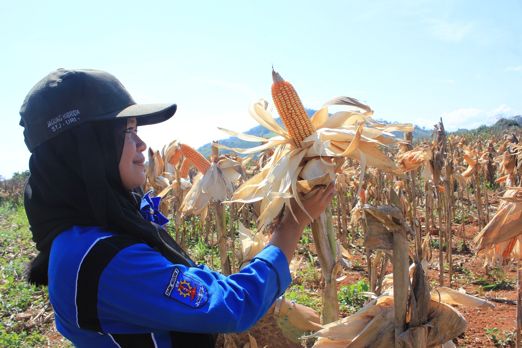 Penyuluh Siap Bantu Kembangkan Seribu Hektar Jagung di Keerom 
