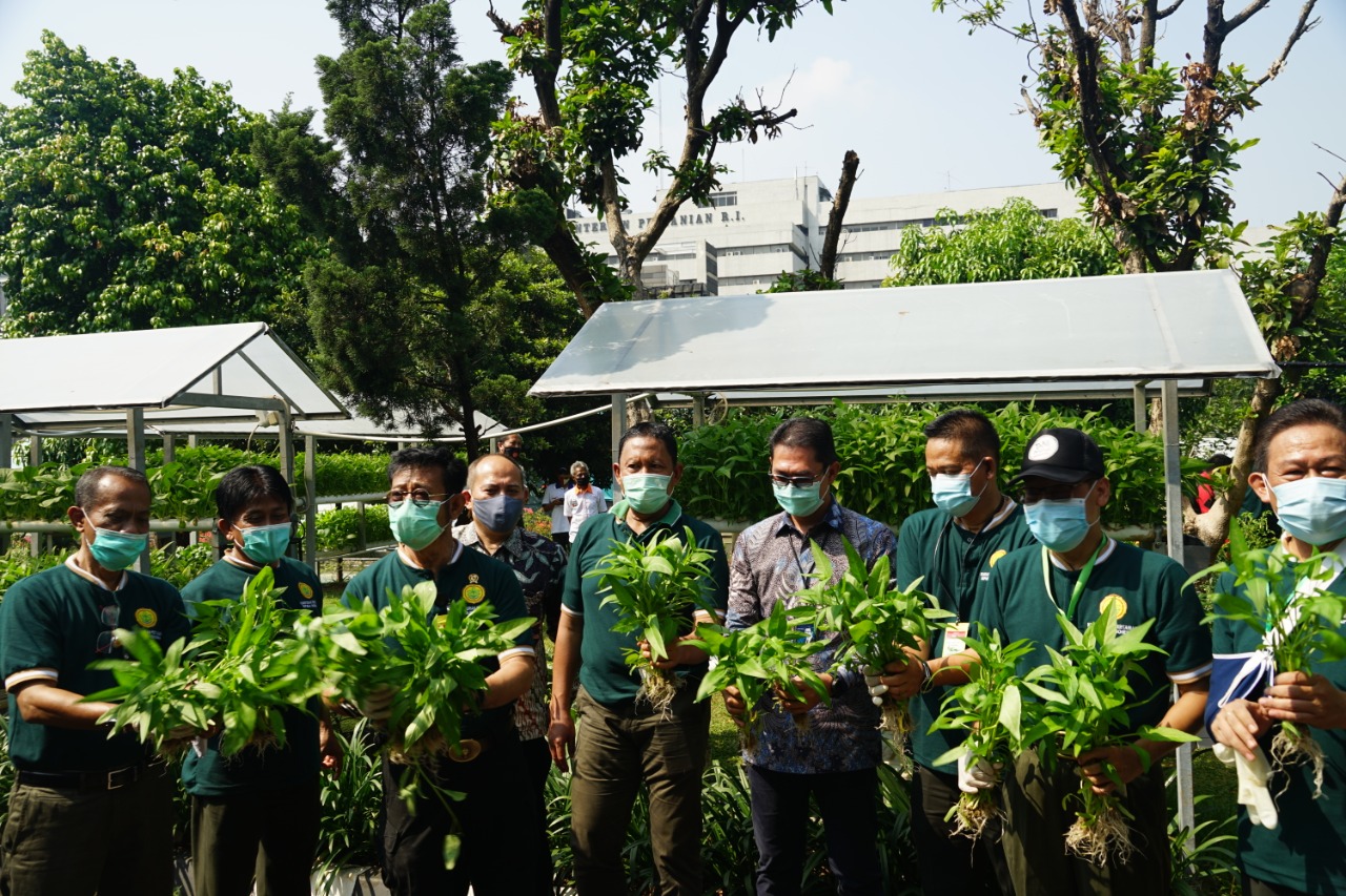 Bertani di pekarangan menjadi salah satu strategi menjaga ketersediaan pangan di tengah pandemi.