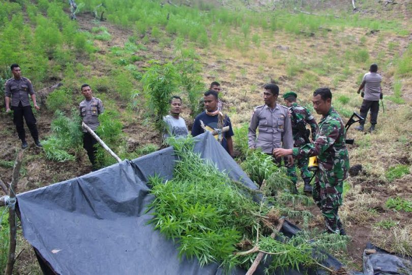  Operasi pemusnahan kebun ganja di Aceh.