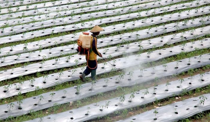 Ilustrasi: Lahan pertanian.