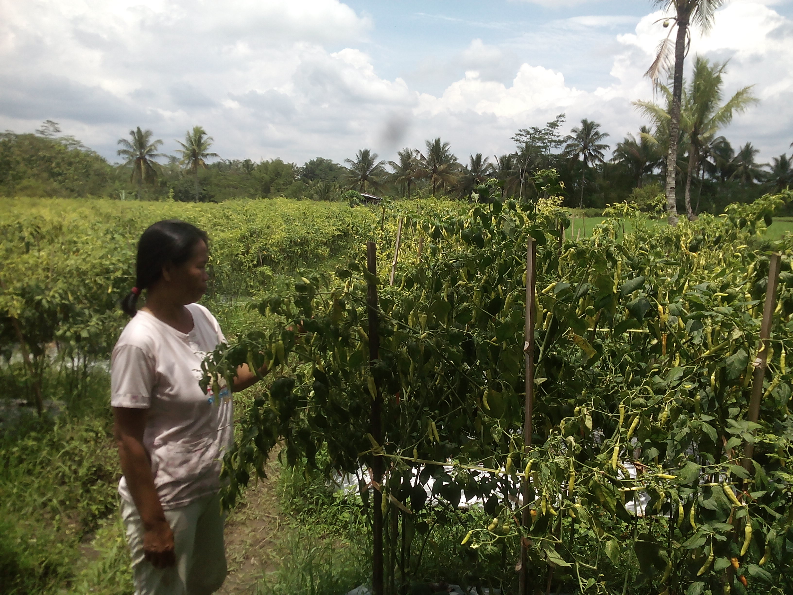  Seorang petani di Dusun Tanggulangin, Desa Girikulon, Kecamatan Secang, Kabupaten Magelang, Jawa Tengah memetik cabai rawit merah
