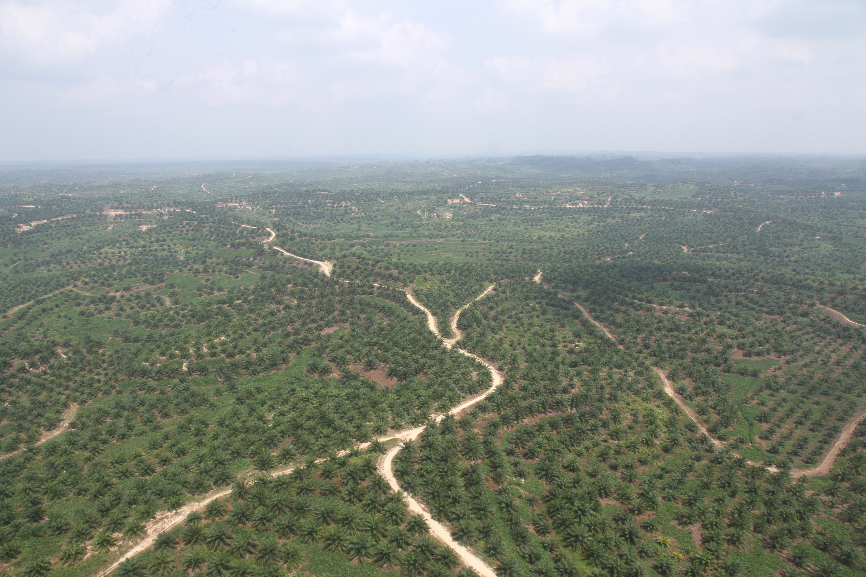Hamparan pohon kelapa sawit terlihat dari udara dengan menggunakan helikopter Bell 207 di Kawasan Aceh Tamiang, Aceh.