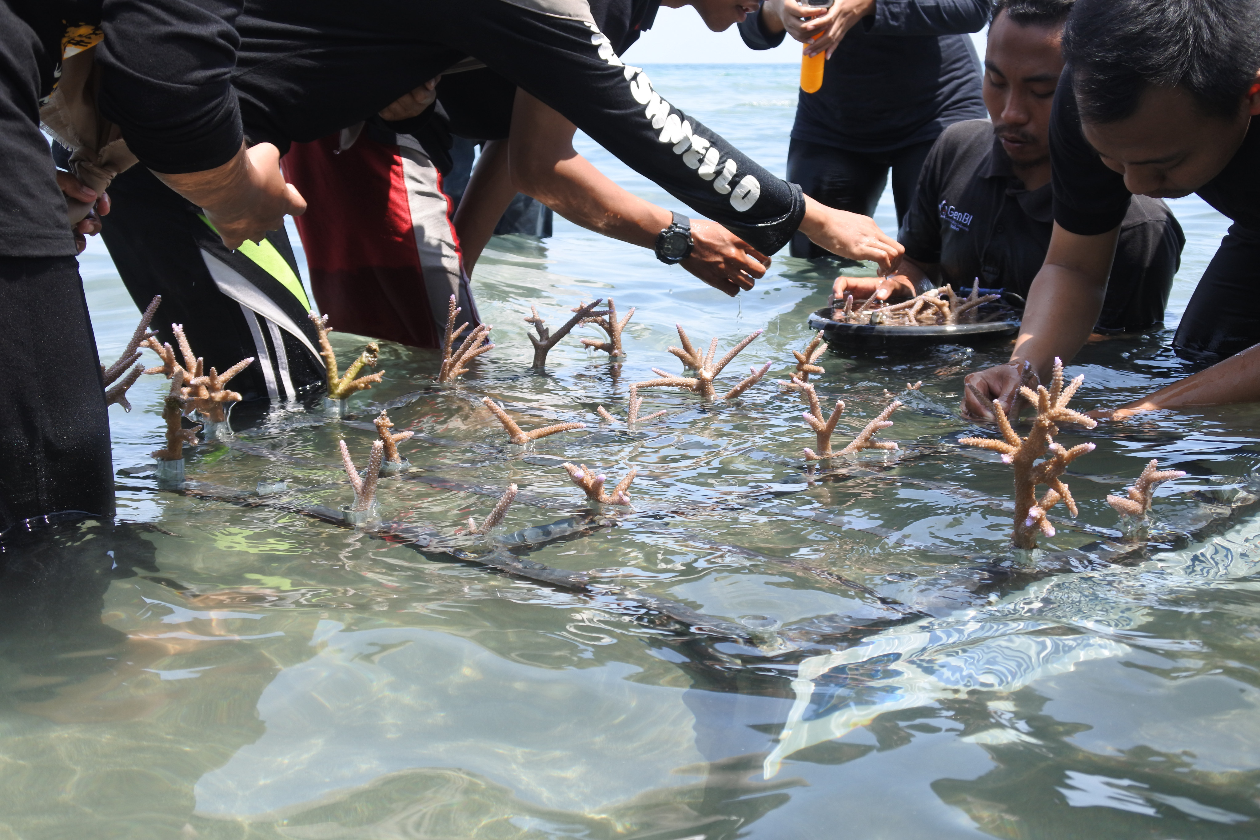 Penanaman terumbu karang di Situbondo, Jawa Timur