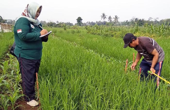 Penyuluh pertanian berdiskusi dengan petani untuk penggunaan pupuk.