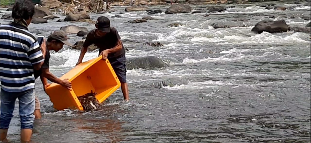 Penebaran ikan sidat