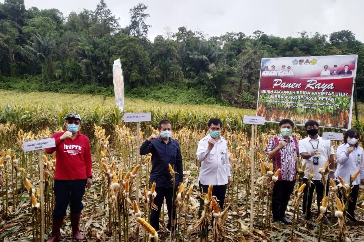 Minahasa Panen Jagung Hibrida Hasil Korporasi Kementan