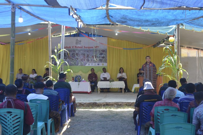 Demi Ketahanan Pangan, Petani Sorgum NTT Gelar Rembuk Bersama.