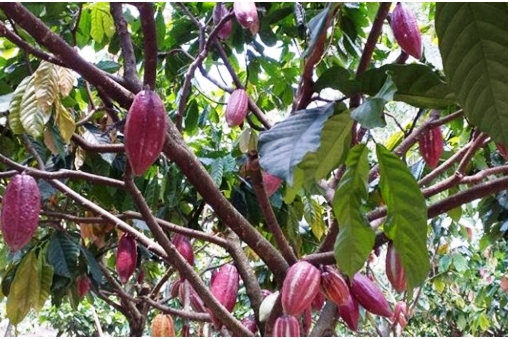 Buah Kakao.