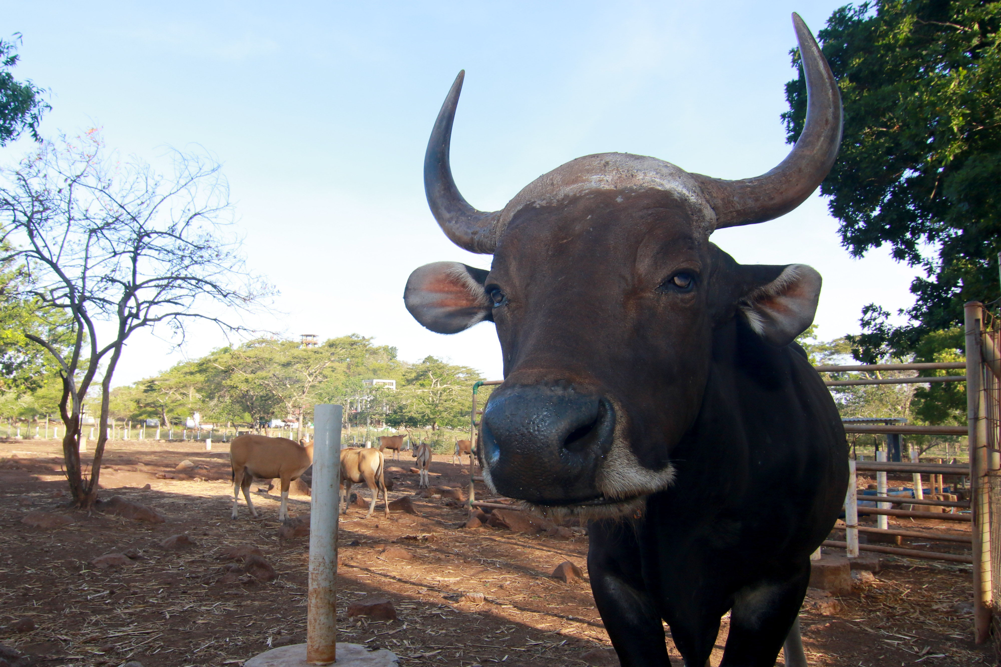 Banteng jawa (Bos javanicus) berada di penangkaran Taman Nasional Baluran, Situbondo, Jawa Timur