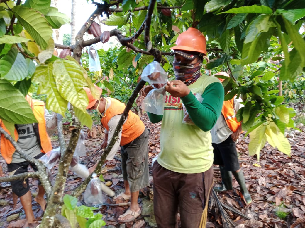 Regu Pengendalian Organisme Penganggu Tanaman (RPO) tengah bekerja. 