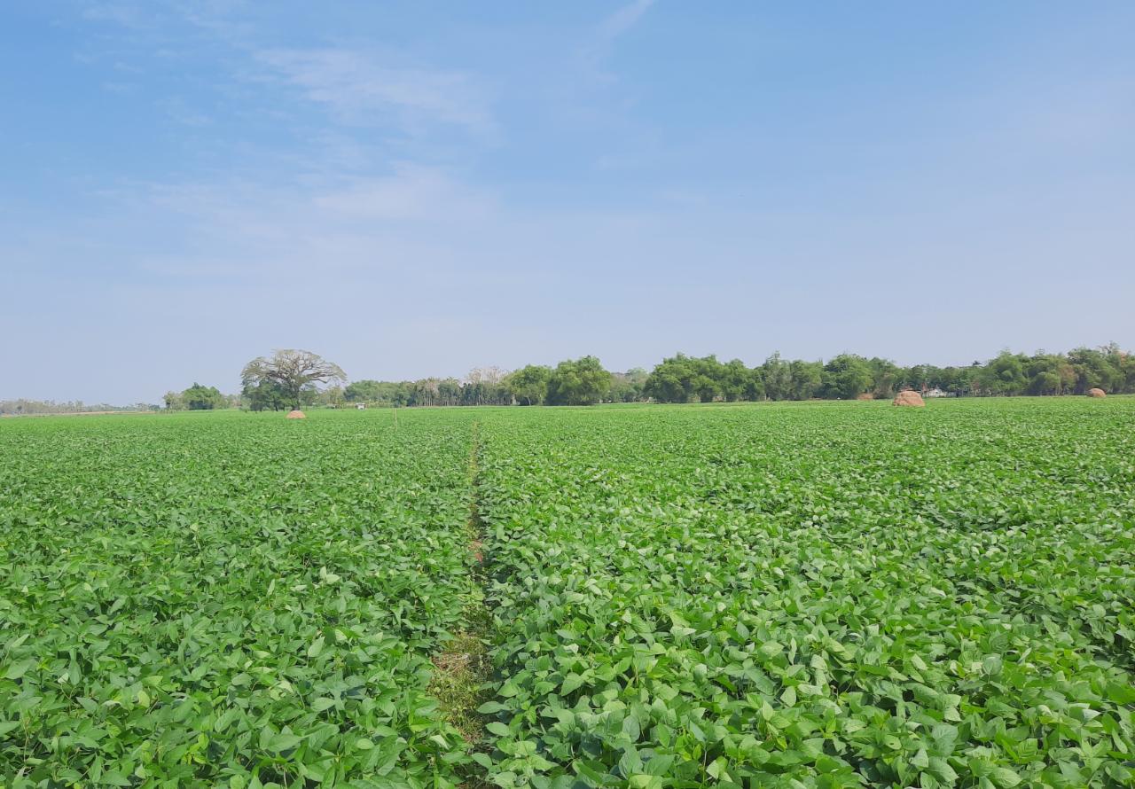 Area tanaman kacang kedelai di Kecamatan Ngaringan, Kabupaten Groboga, Jawa Tengah. 