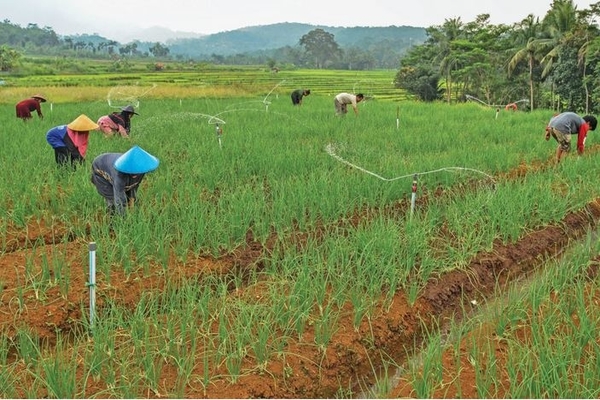 Ilustrasi -- Petani merawat tanaman bawang merah di area sawah tadah hujan, di Desa Jalatrang, Ciamis, Jawa Barat, kemarin.