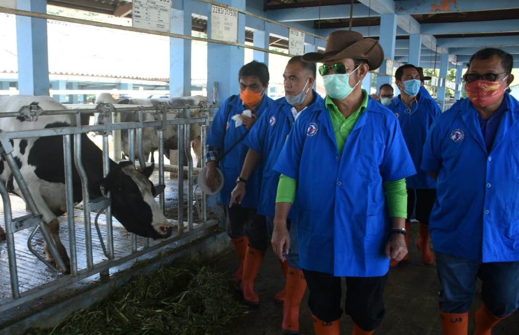 Mentan Syahrul Dorong Pengembangan Ternak Sapi Unggul