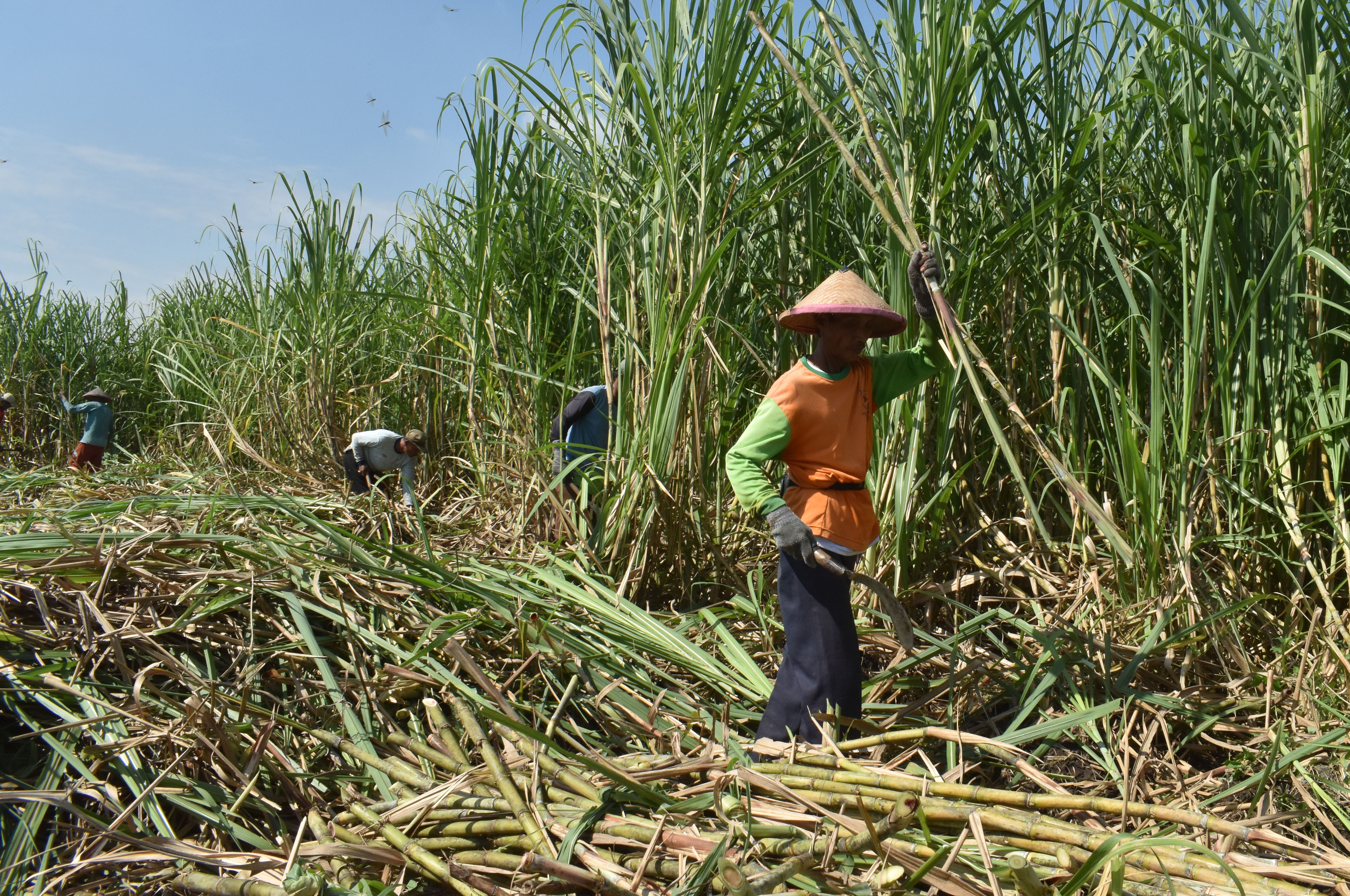 Petani sedang memanen tebu. Sejumlah importir mengaku telah melakukan pembelian gula petani sesuai komitmen  di harga Rp11.200 per kg. 