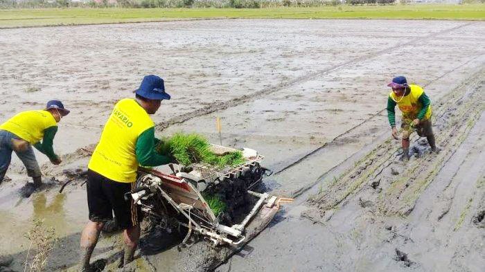 Petani mulai menanam padi di musim tanam ke dua tahun ini.