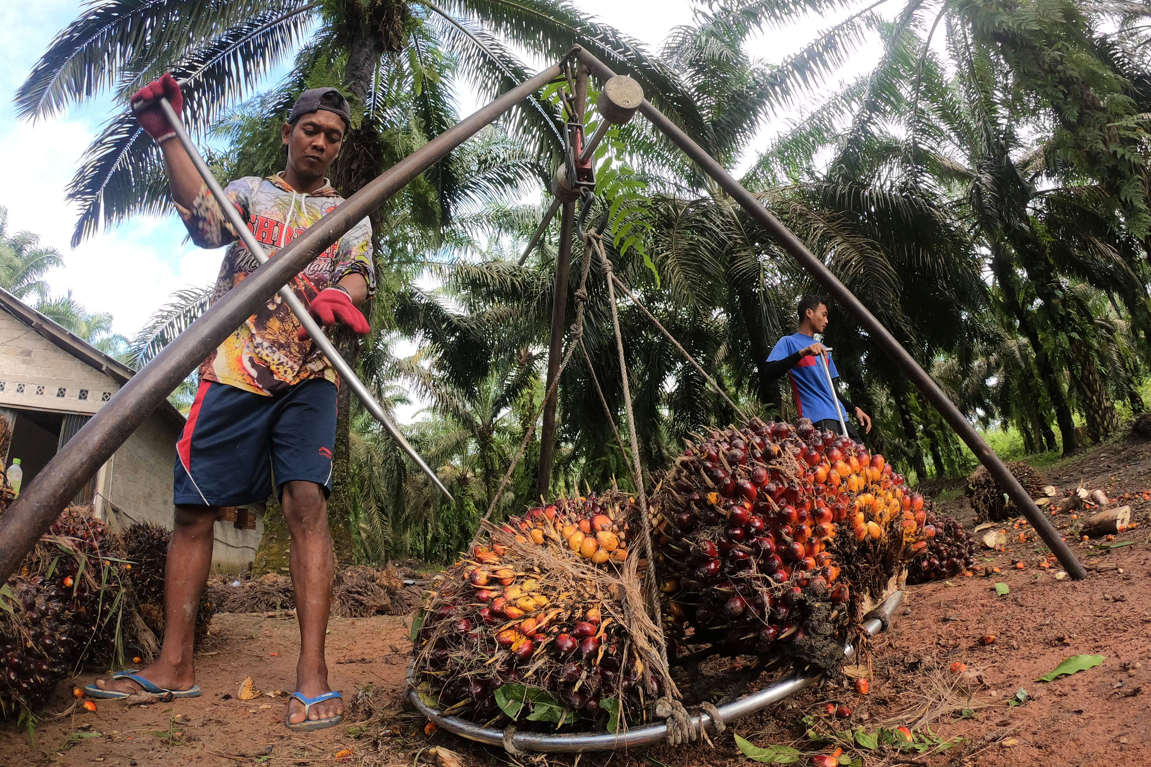 Pekerja menimbang TBS kelapa sawit di perkebunan Tebo Ilir, Jambi,