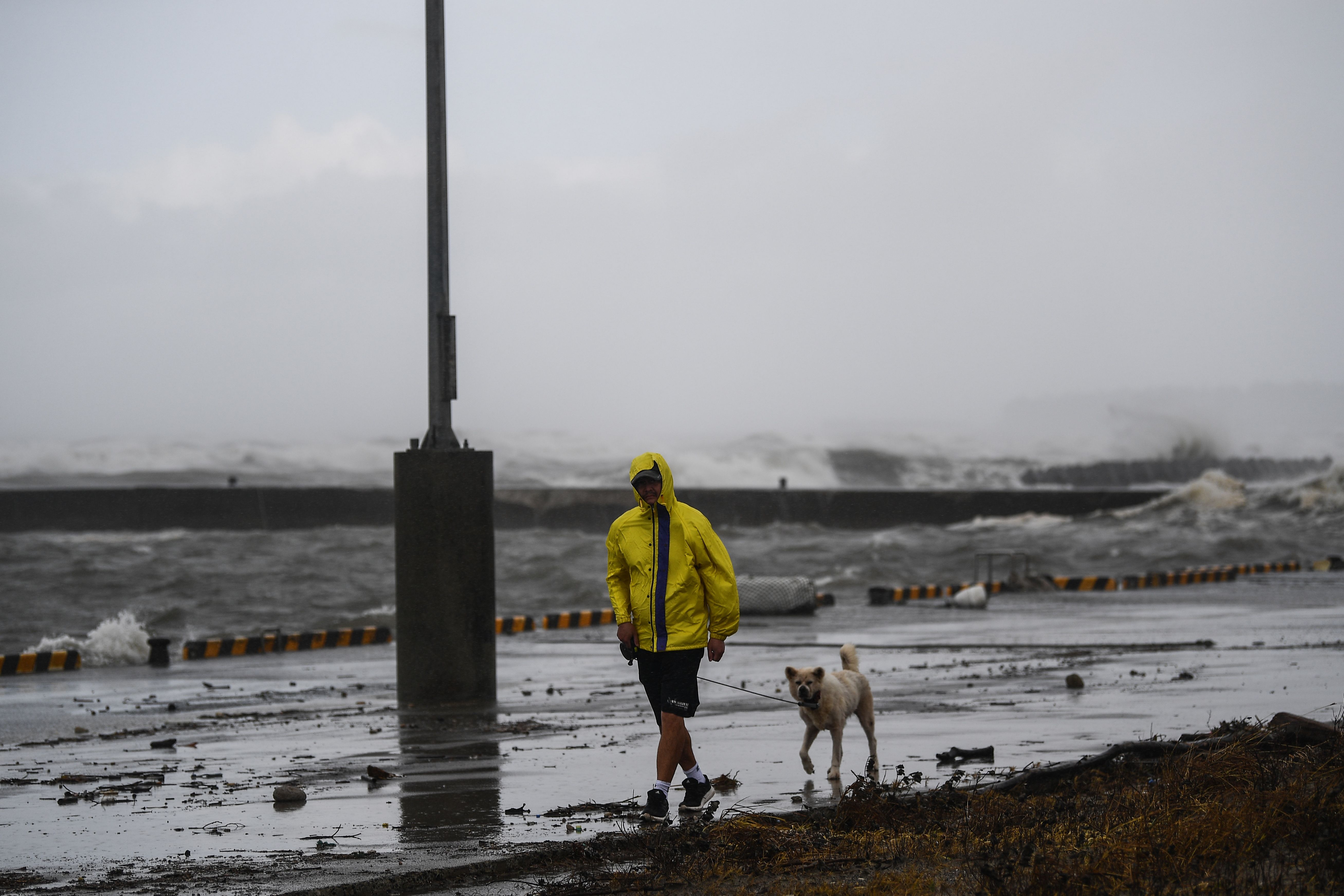 Seorang pria membawa anjingnya berjalan di Ichikikushikino, Prefektur Kagoshima saat Badai Haishen melintas.