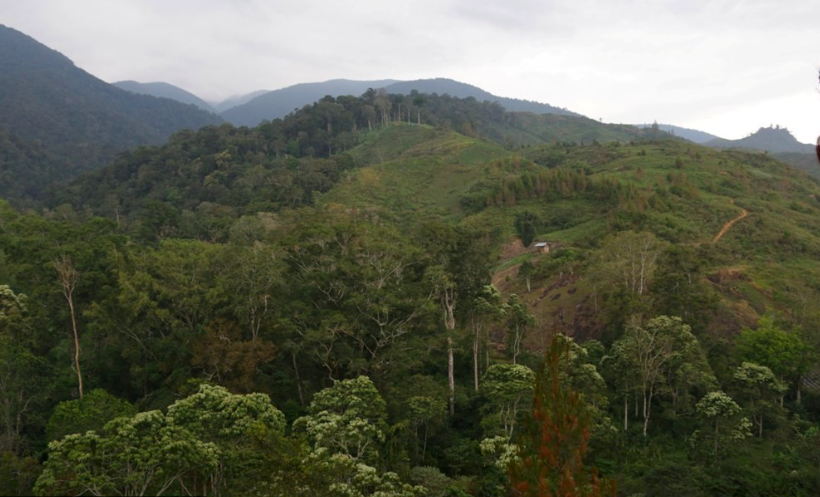 Hutan Indonesia.