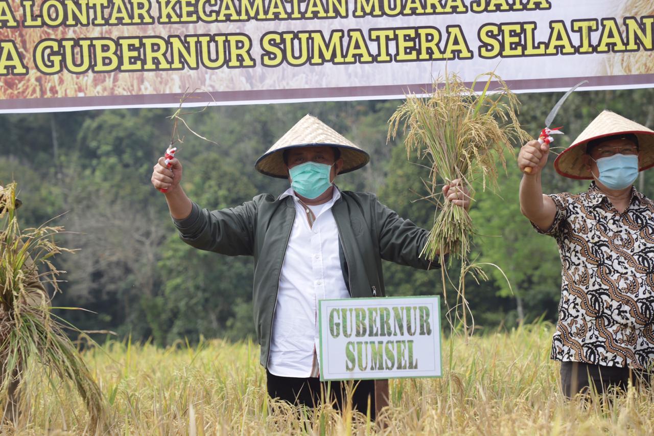 Herman Deru ketika melakukan Panen Perdana Padi Sawah MT.2020 di Desa Lontar Kecamatan Muara Jaya, Kabupaten OKU, Senin (7/9).
