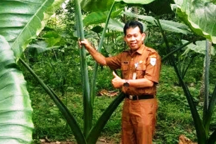 Talas Beneng, Produk Ekspor Unggulan Kabupaten Pandeglang