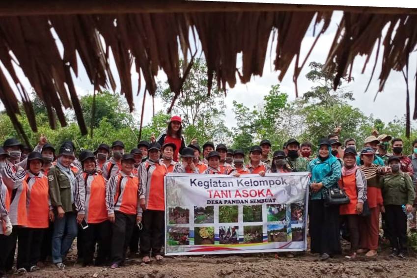 KWT Asoka melaksanakan gerakan pengendalian massal pada OPT tanaman kacang tanah di Desa Pandan Sembuat, Kecamatan Tayan Hilir, Sanggau.