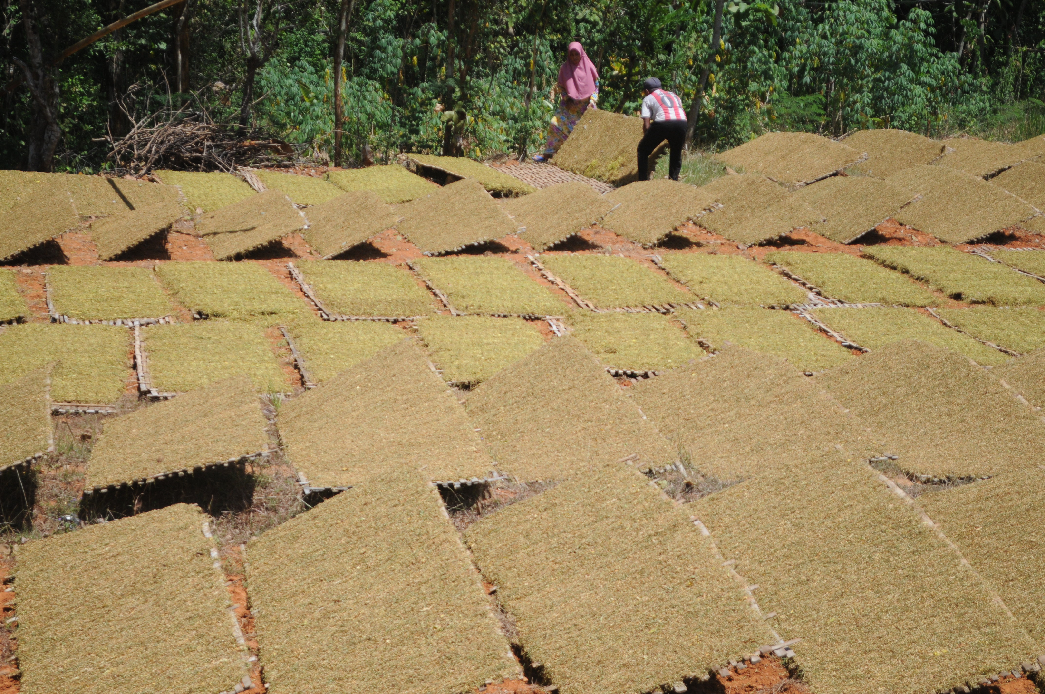  Petani menjemur tembakau rajangan di Desa Pamaroh, Pamekasan, Jawa Timur, Sabtu (29/8/2020). 