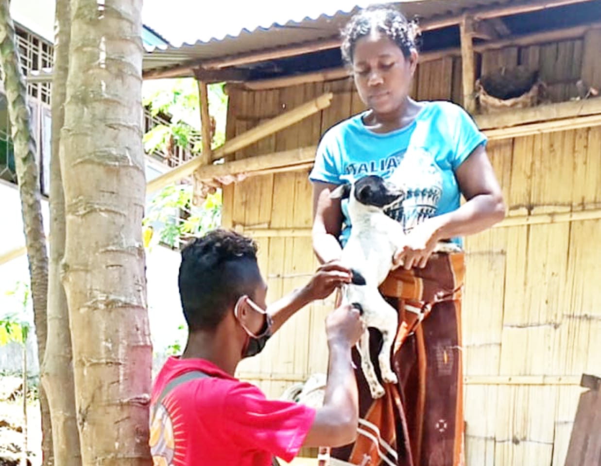 Petugas menyuntikkan vaksin antirabies kepada anjing peliharaan warga di Sikka.
