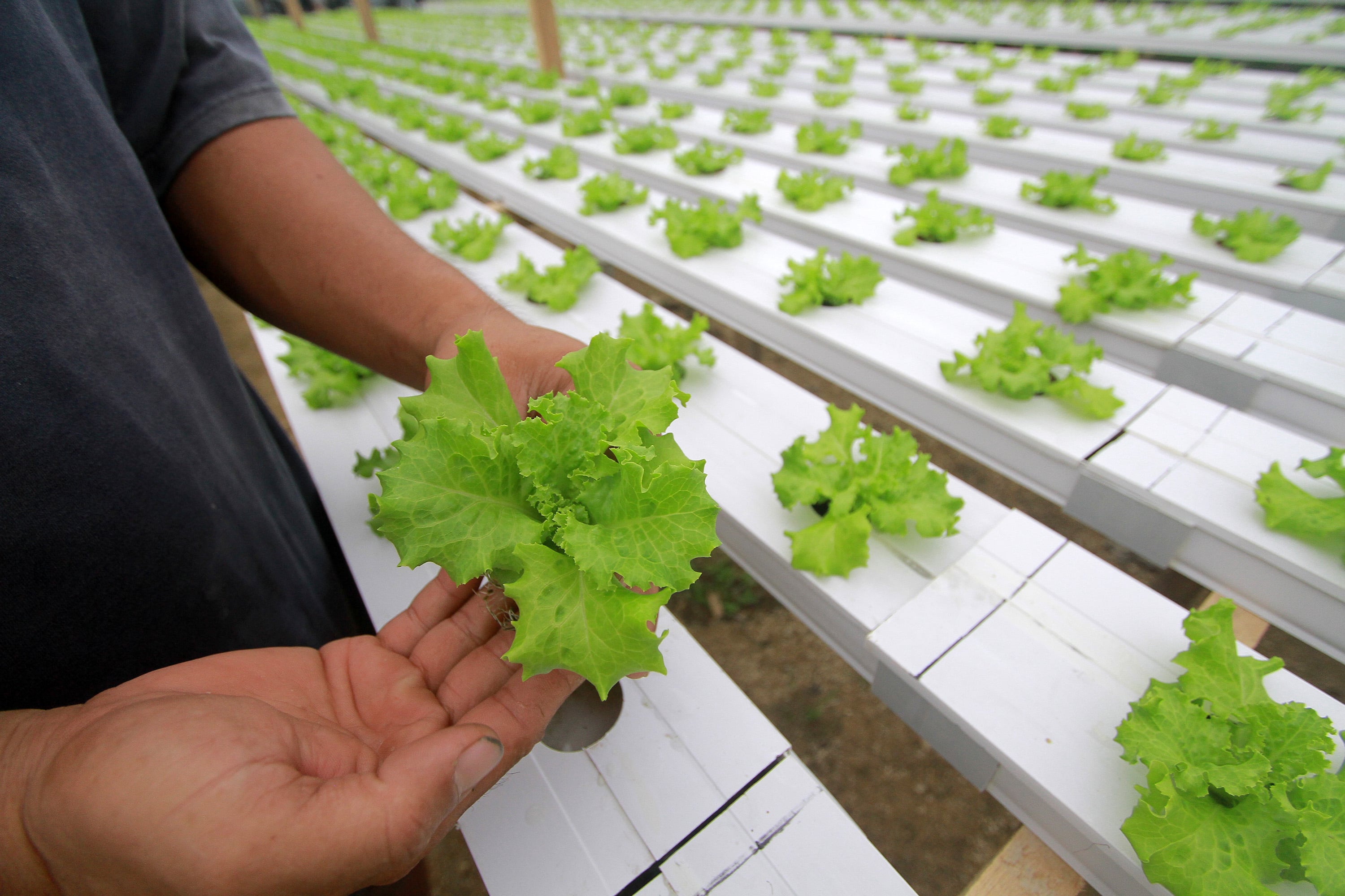 Ilustrasi tanaman hidroponik