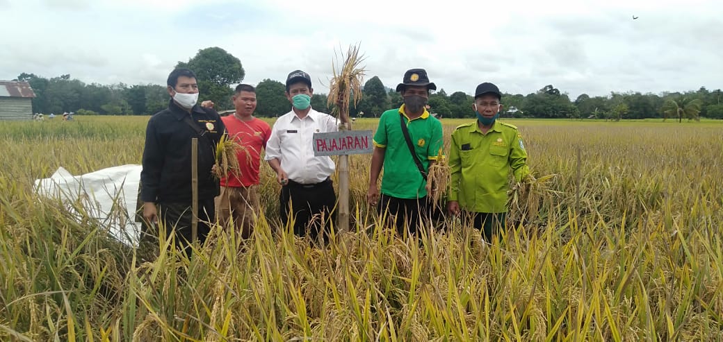 Panen padi demplot varietas unggul bersertifikat, di Desa Senakin, Kecamatan Sengah Temila, Kabupaten Landak, Kalimantan Barat.