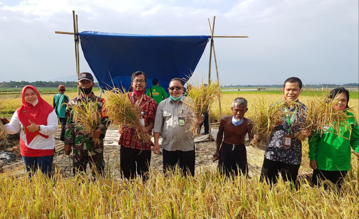 Panen di lokasi pertanaman padi gerakan percepatan olah tanah dan tanam (GPOT) Desa Tegalharjo, Kecamatan Eromoko, Wonogiri, Jateng.