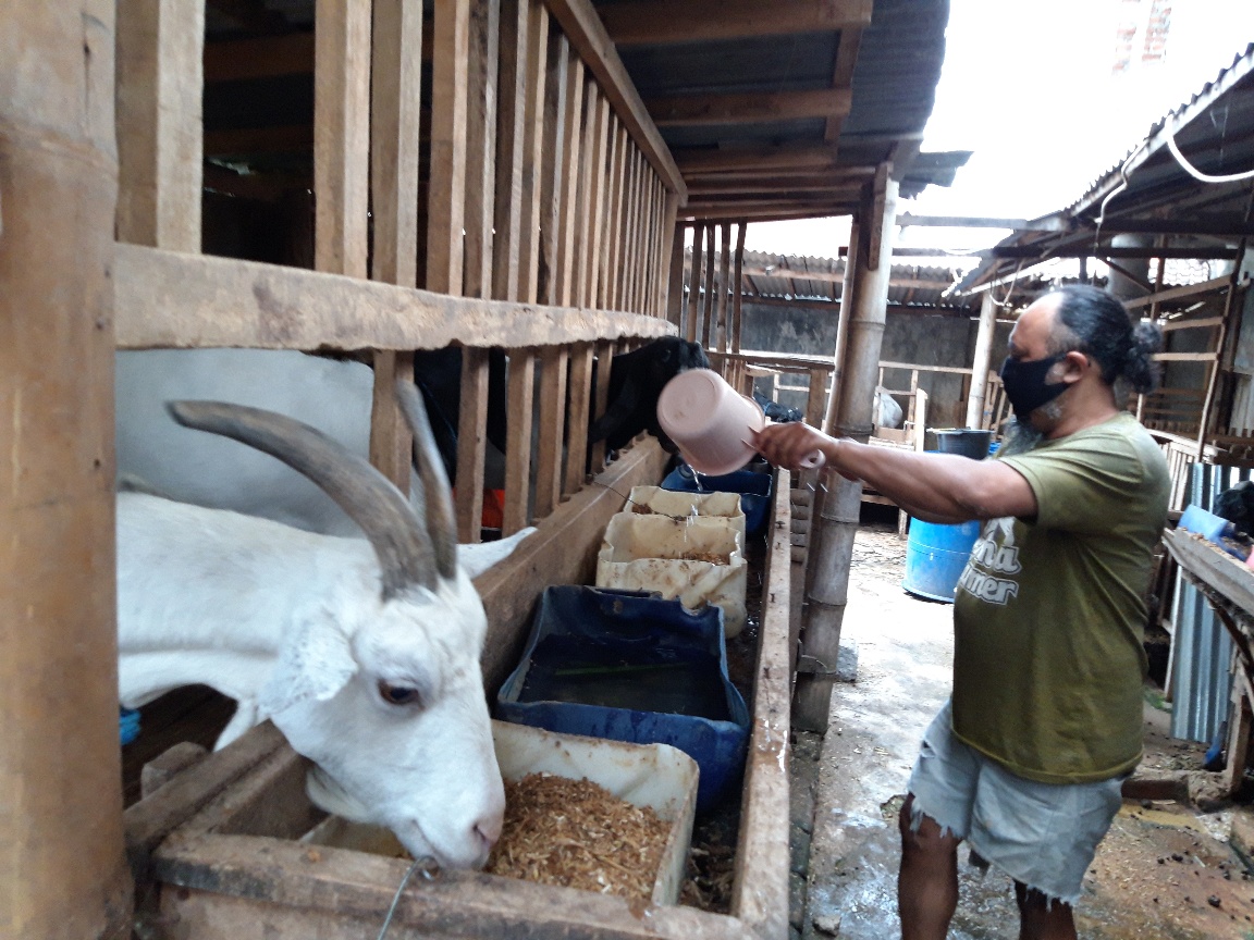 Agus Sugeng Harianto, memberikan pakan kambing di peternakan miliknya, Jumat (11/9) di  Dusun Klerek, Desa Torongrejo, Kecamatan Junrejo, Ko