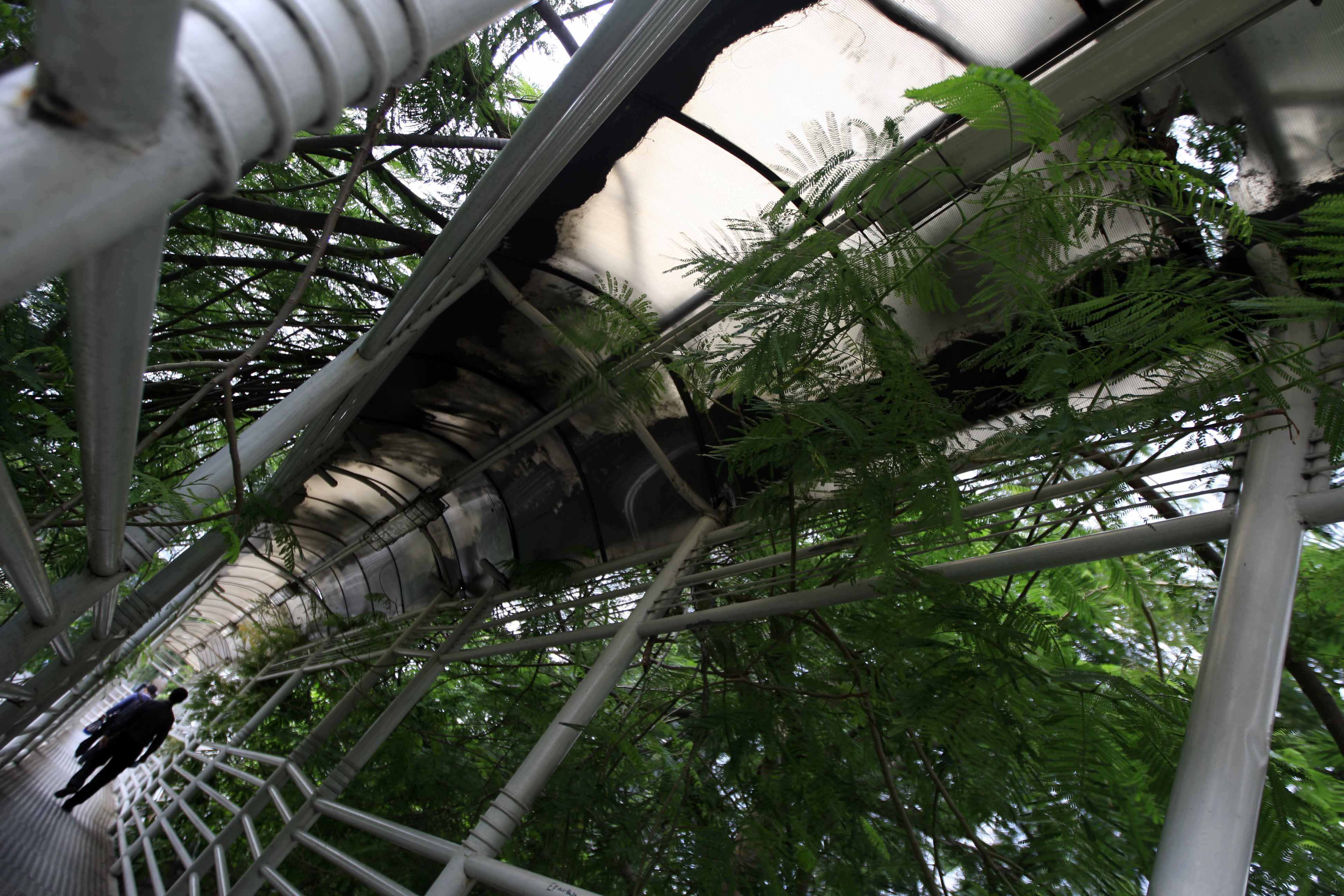 Warga melintas di jembatan penyeberangan orang (JPO) yang tertutupi pohon di JPO Bank Indonesia, Jakarta Pusat.