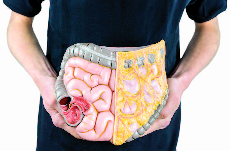 Ilustrasi organ usus Manusia.