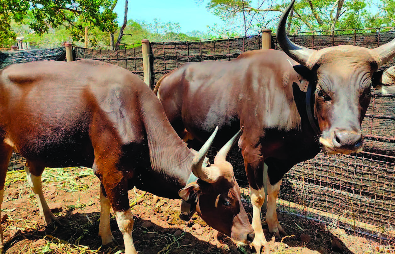 Dua banteng jawa (Bos javanicus) akan dilepas untuk dikembalikan ke habitatnya, di Taman Nasional Baluran, Banyuwangi, Jatim, Kamis (3/9).