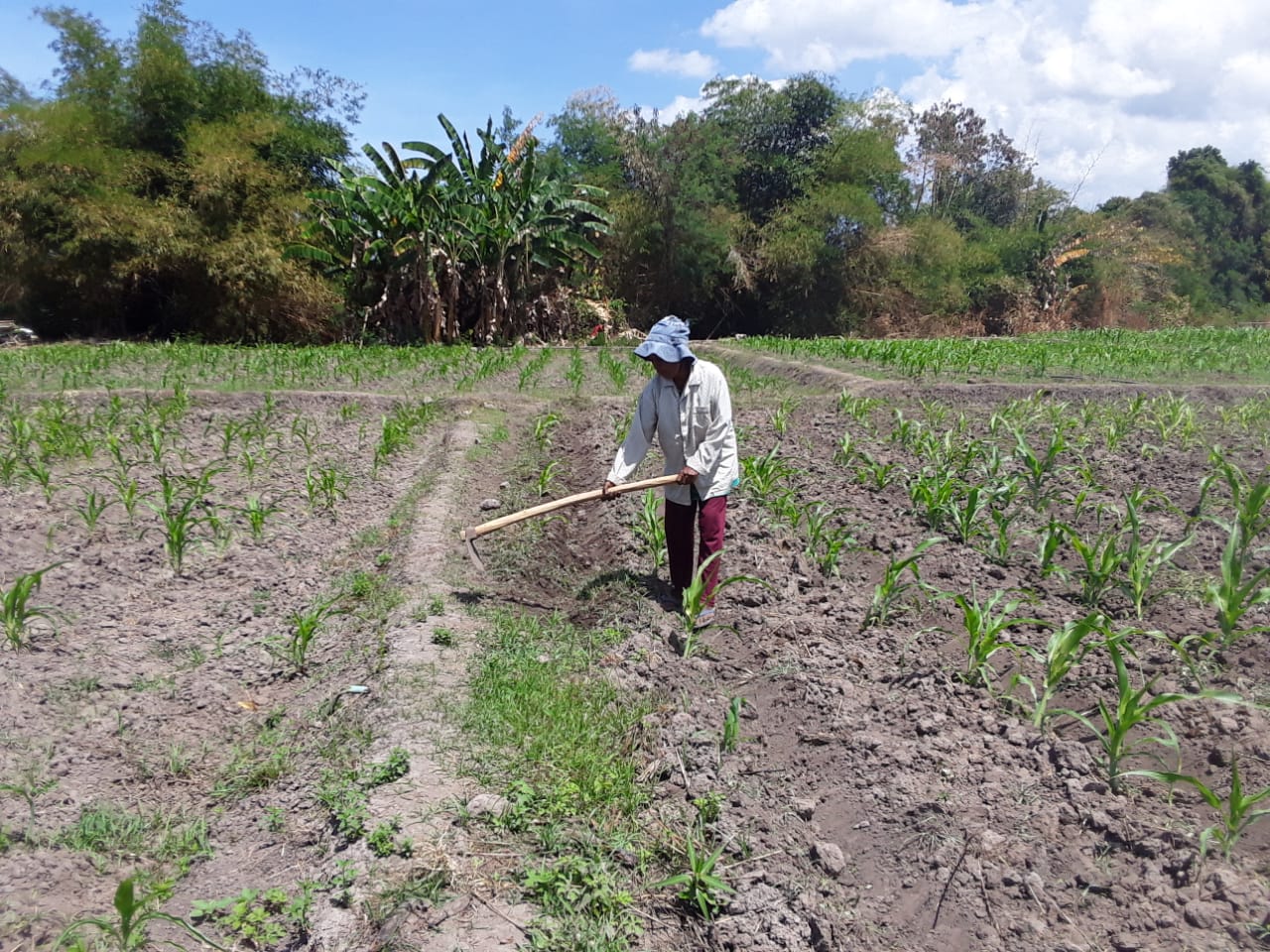 Petani di Desa Sinar Hadigala, Kecamatan Tanjung Bunga, Kabupaten Flores Timur kesulitan mendapatkan air irigasi.