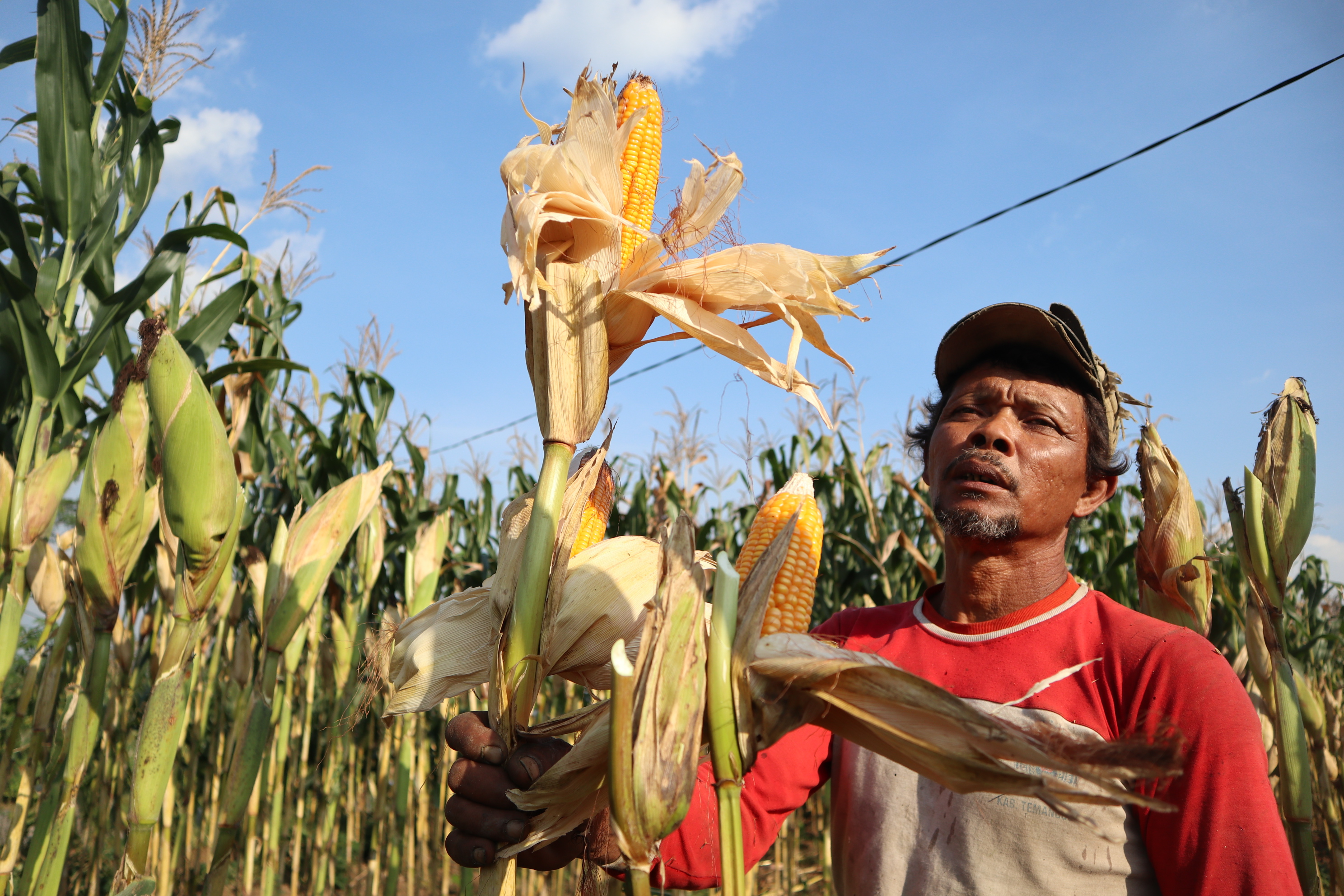 Seorang petani di Temanggung, Jawa Tengah memperlihatkan jagung siap petik dari lahannya, Rabu (2/9).