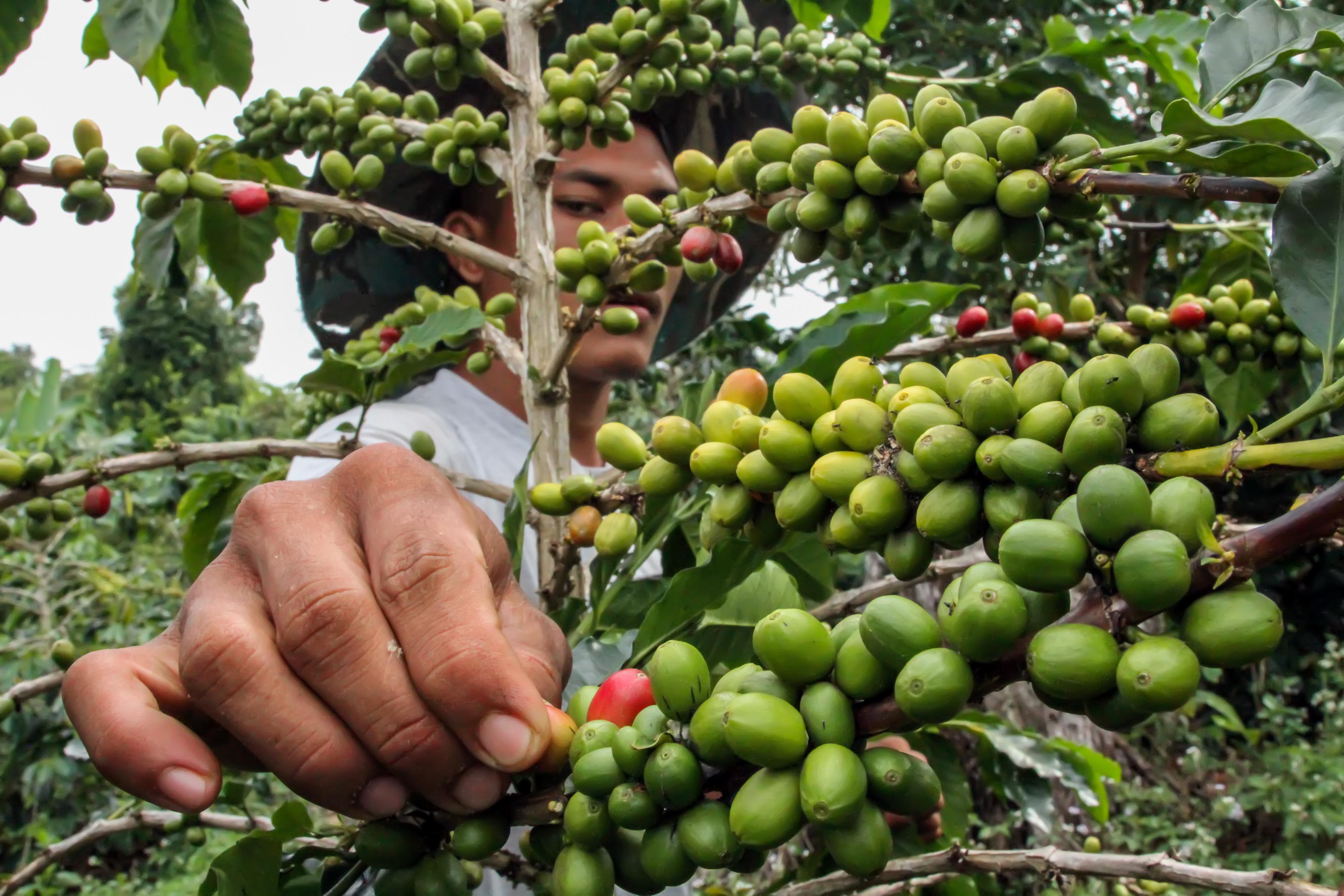 Petani merawat buah kopi jelang masa panen di perkebunan kopi Desa Jabal Antara, Aceh Utara, Aceh, Minggu (20/9).