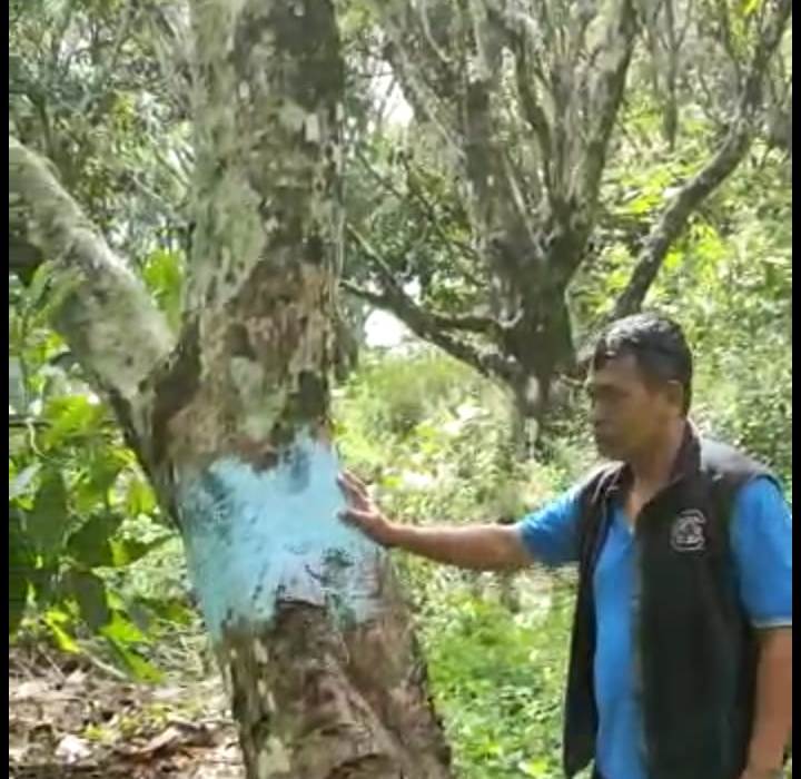 Jalampong menunjukkan tanah adat yang diserobot Jahormat, di Desa Sibandang, Kecamatan Muara, Tapanuli Utara. 