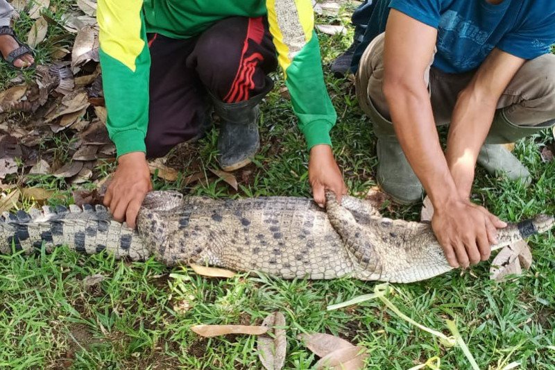 Buaya muara di sungai Deli, Sumut yag meresahkan warga berhasil ditangkap petugas Balai Besar Konservasi Sumber Daya Alam.