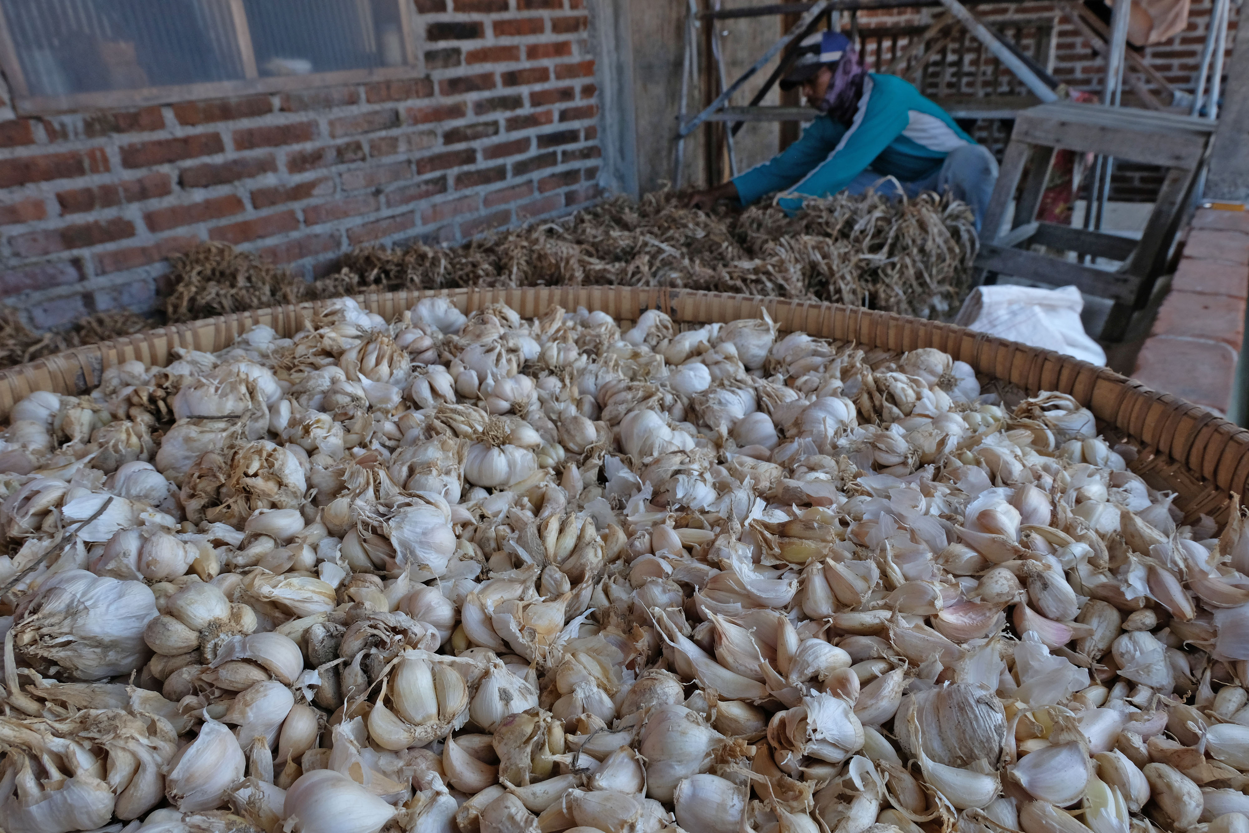 Bawang putih lokal varietas Lumbu Kuning
