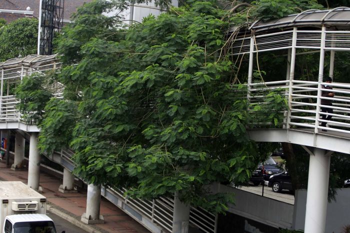 JPO Bank Indonesia yang akan dibongkar.