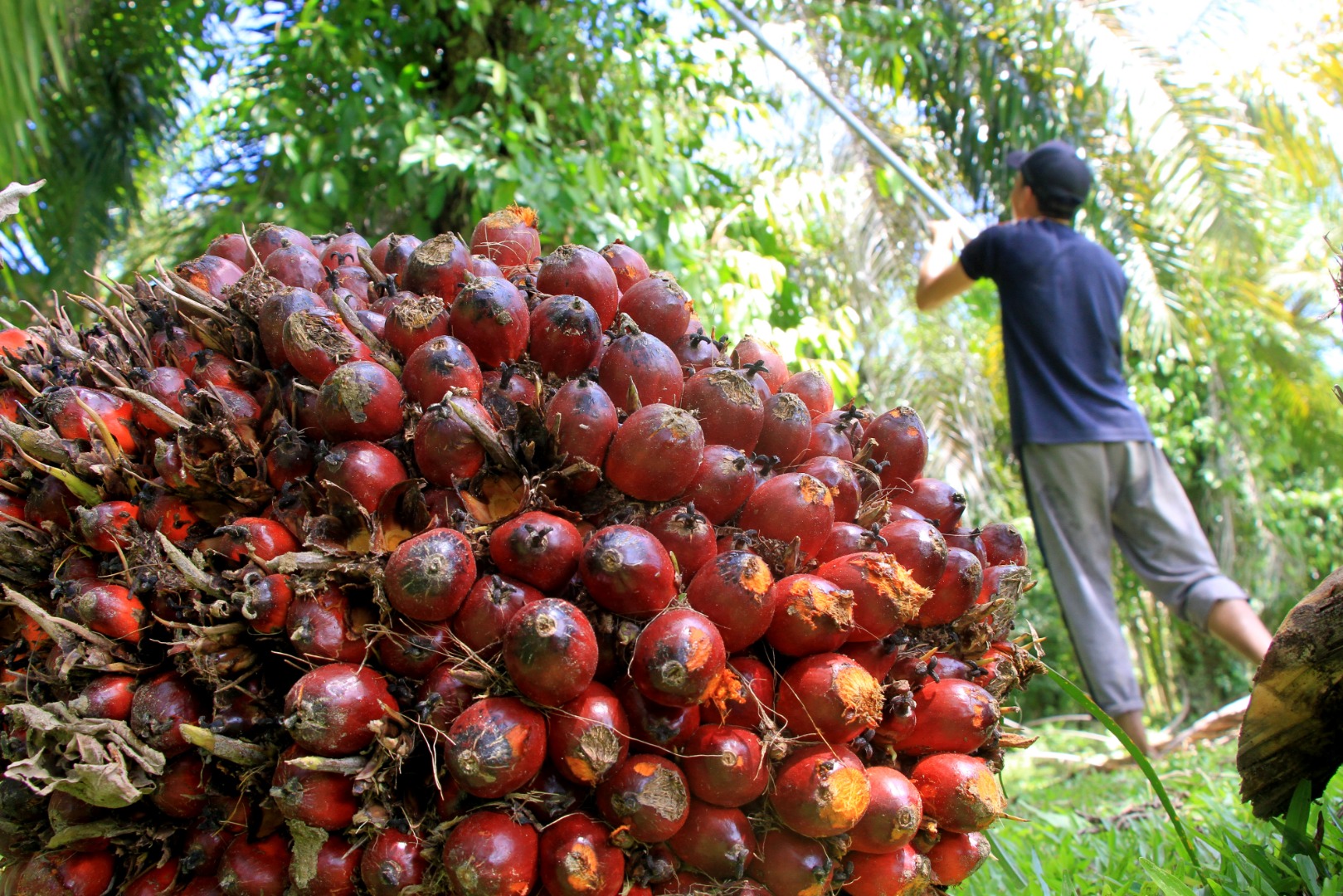 Petani memetik tandan buah segar (TBS) kelapa sawit di Desa Pasi Kumbang, Kecamatan Kaway XVI, Aceh Barat