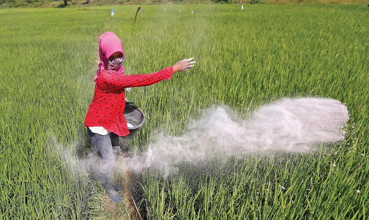 Petani menabur pupuk pada tanaman padi di Aceh Besar, Aceh, Selasa (11/8/2020).
