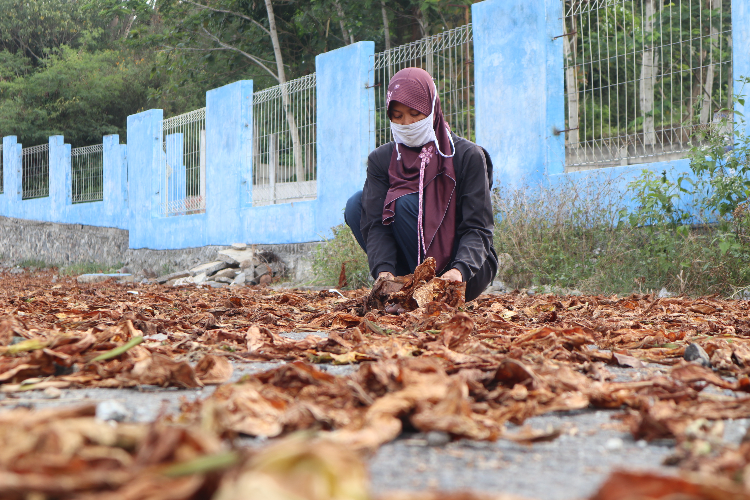 Seorang petani di Temanggung, Jawa Tengah memanfaatkan lahan kosong dan tanah pekarangan untuk menjemur daun tembakau.