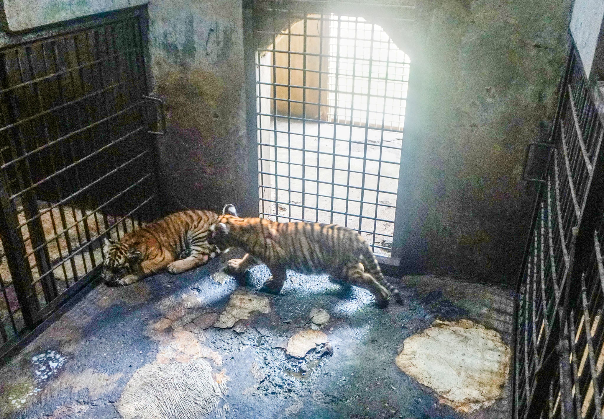 Dua anak harimau Benggala yang lahir di (TRMS) Serulingmas, Banjarnegara, Jawa Tengah.